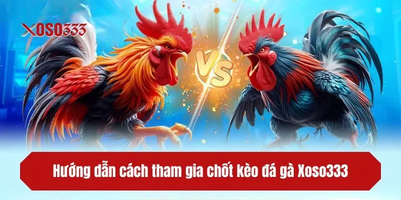 Hướng dẫn cách tham gia chốt kèo đá gà XOSO333
