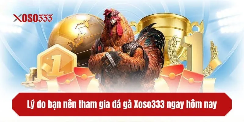 Lý do bạn nên tham gia đá gà XOSO333 ngay hôm nay