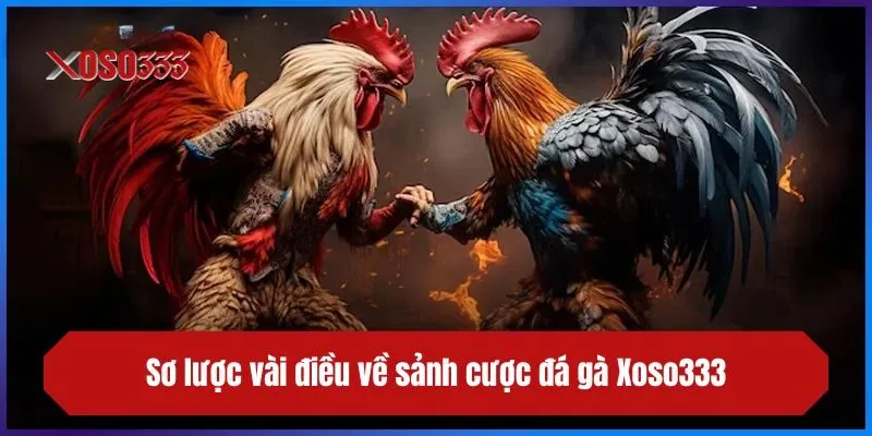 Sơ lược vài điều về sảnh cược đá gà XOSO333